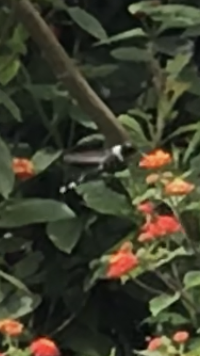 Sparkling-tailed Hummingbird - ML475137621