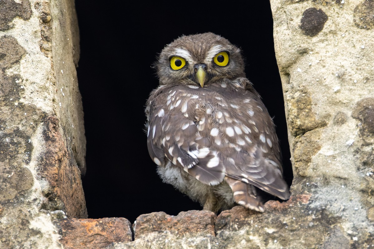 Little Owl - Zoran T.