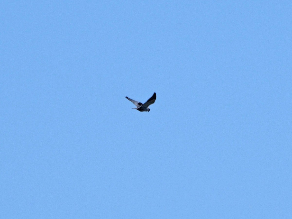 Black-winged Kite - ML475138661