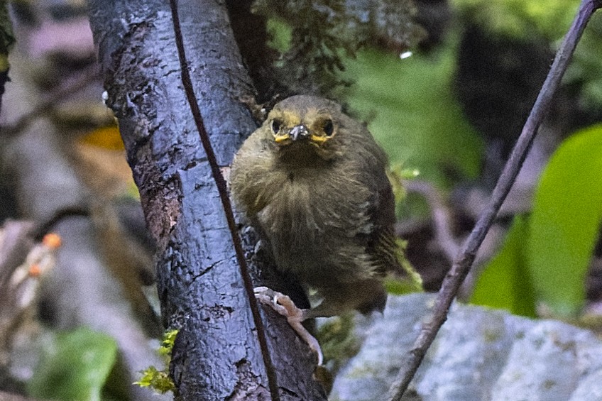 Rusty Mouse-Warbler - ML475139681