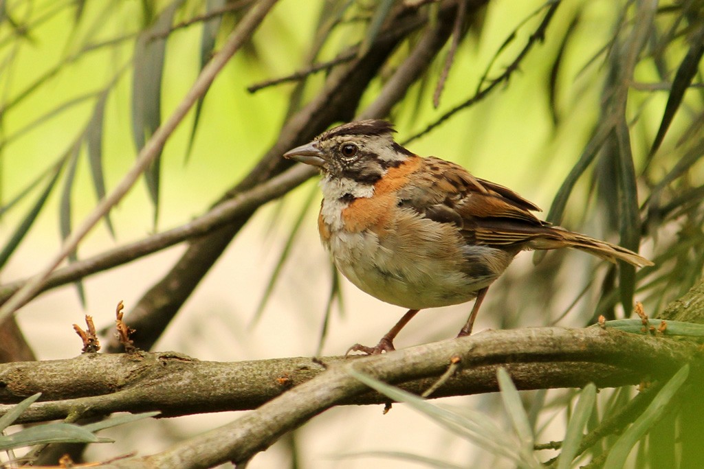 Rufous-collared Sparrow - Natalia Allenspach