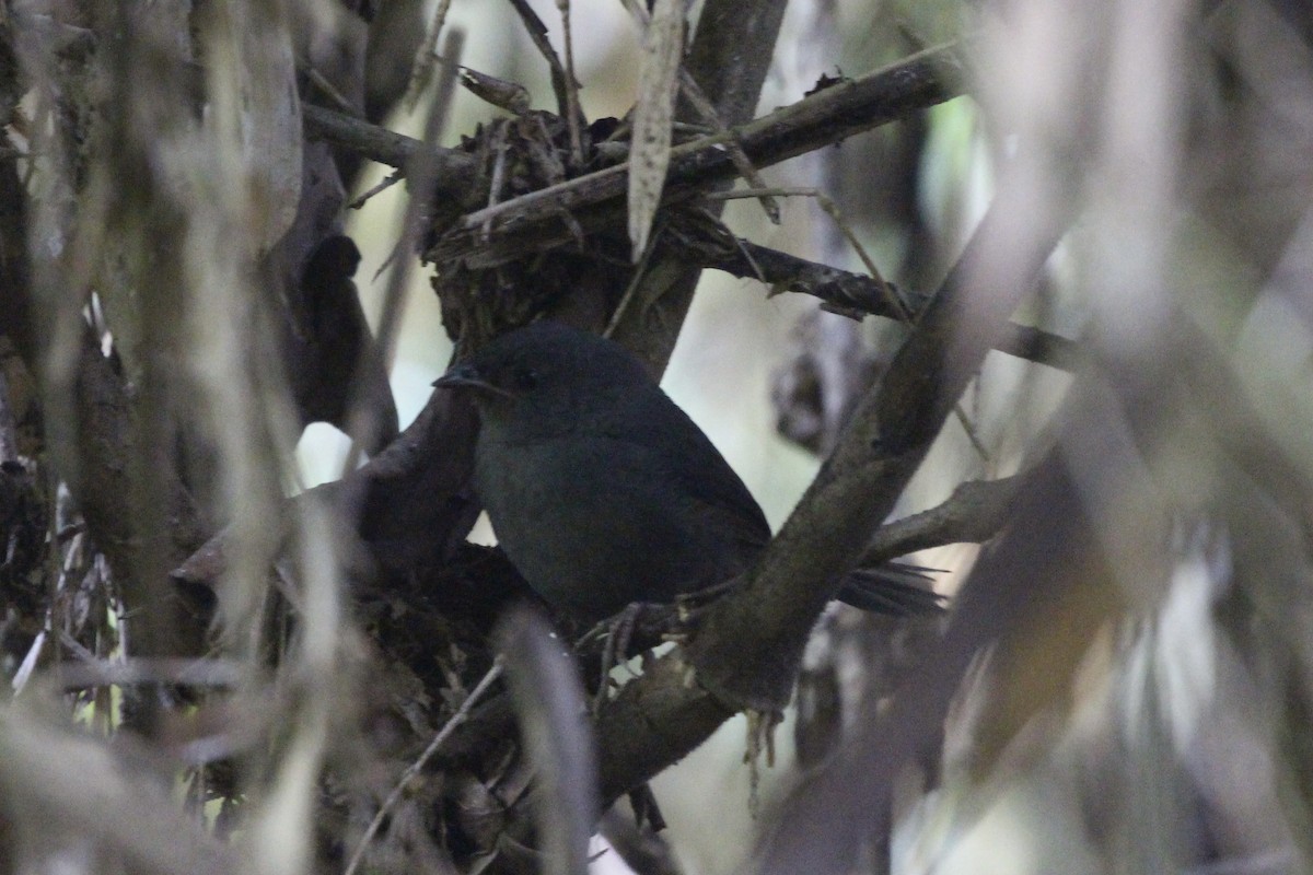Ash-colored Tapaculo - ML475150381