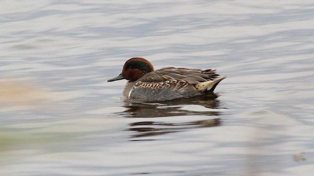  - Green-winged Teal (American)
