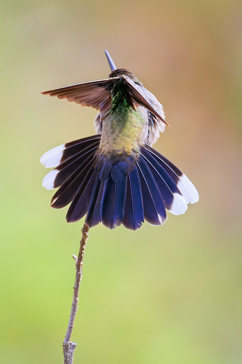 kolibřík blankytohrdlý - ML475160101