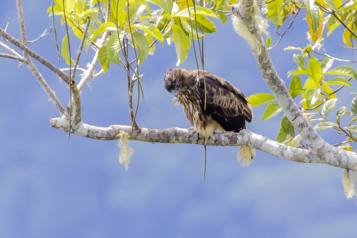 Новогвинейский орёл-карлик - ML475172871