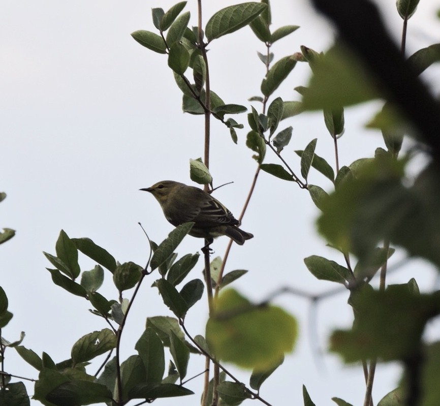 Cape May Warbler - ML475176181