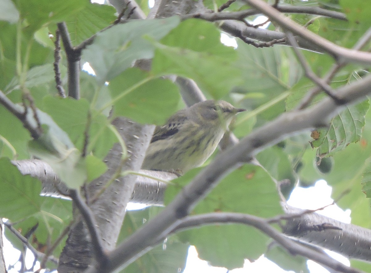 Cape May Warbler - ML475176311