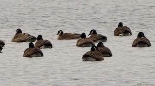 Cackling Goose (Richardson's), ML47517671