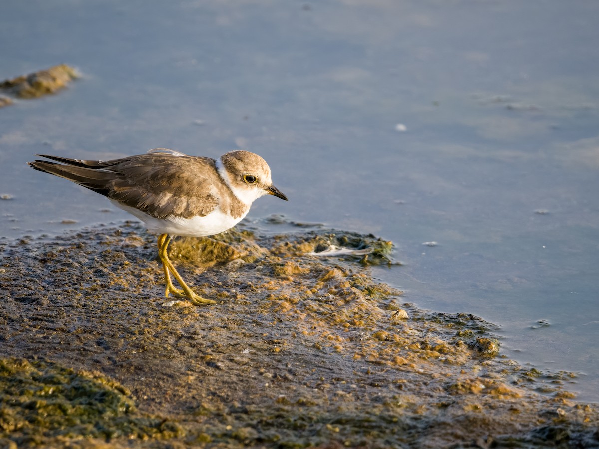 Little Ringed Plover - J. Marcos Benito