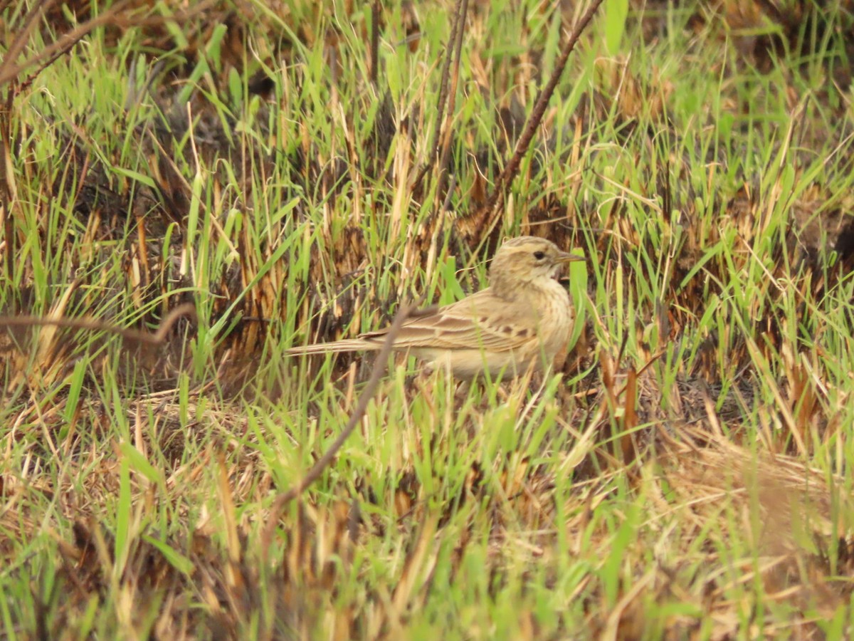 Pipit africain - ML475188631