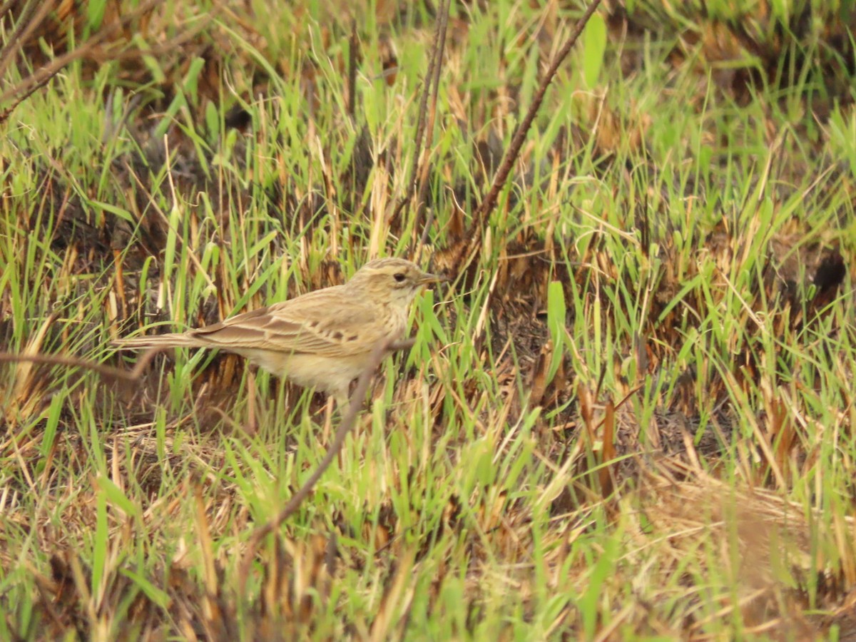 African Pipit - ML475188641