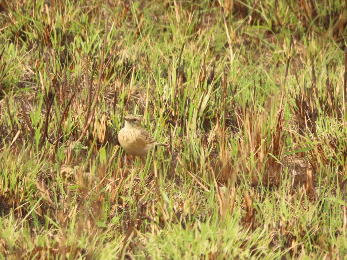 African Pipit - ML475188651