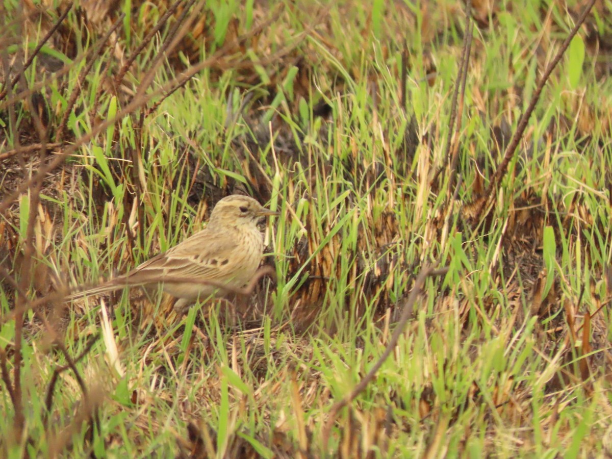 Pipit africain - ML475188661