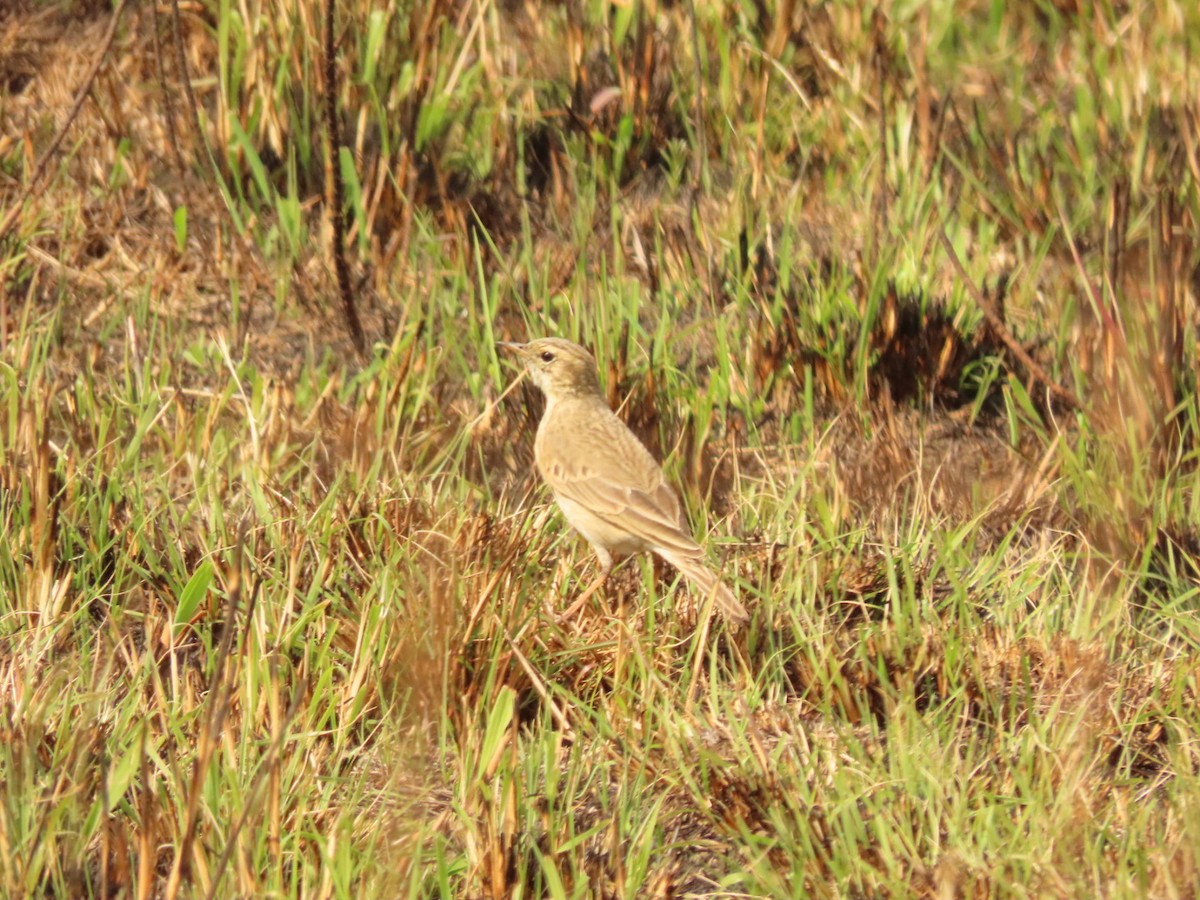 African Pipit - ML475188671