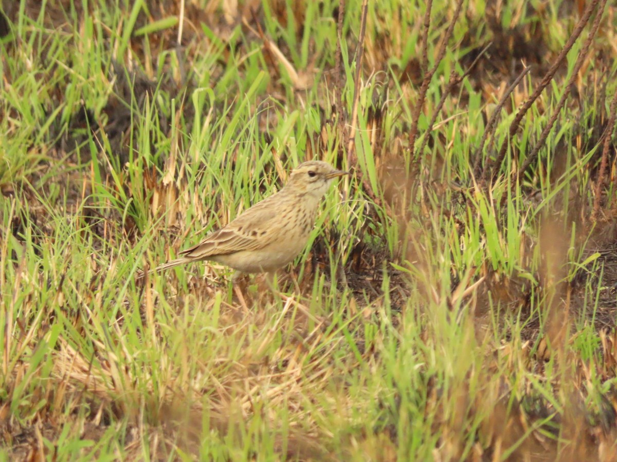 Pipit africain - ML475188681