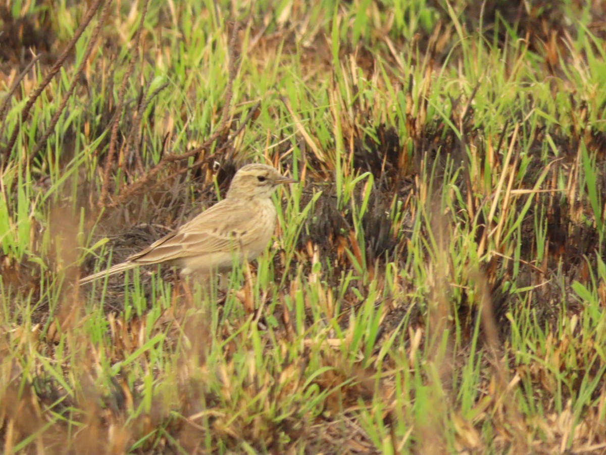 African Pipit - ML475188721
