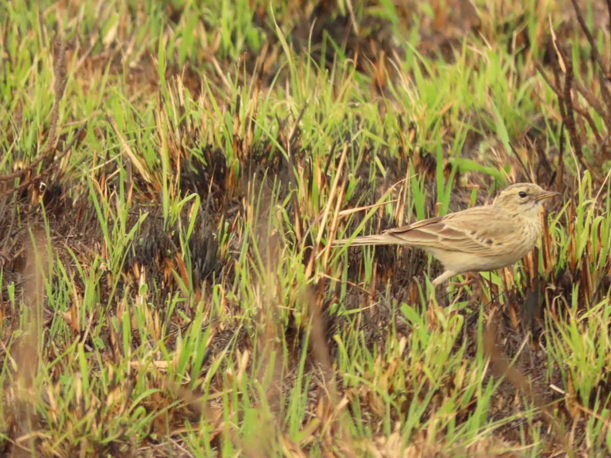 African Pipit - ML475188731