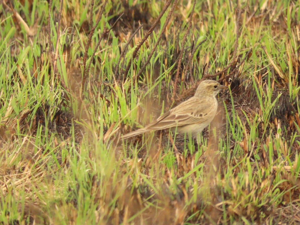 African Pipit - ML475188741