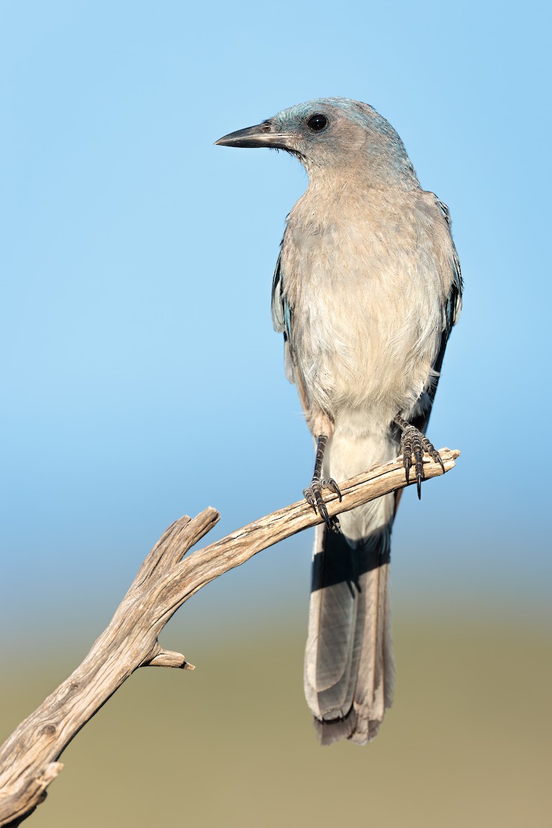 Mexican Jay - ML475190881