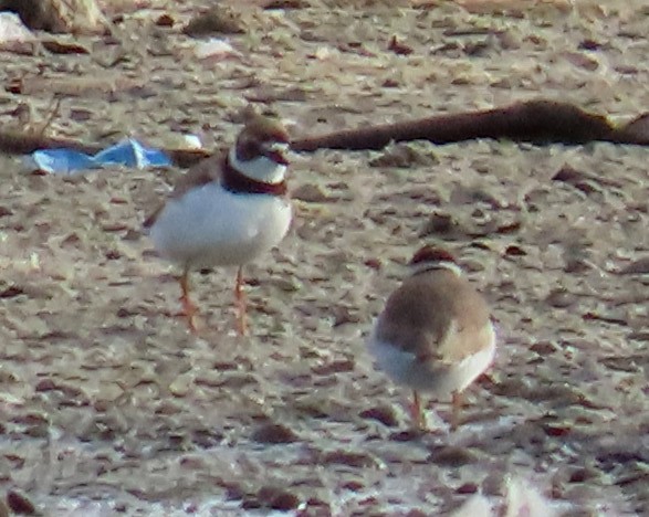 Semipalmated Plover - ML475193701