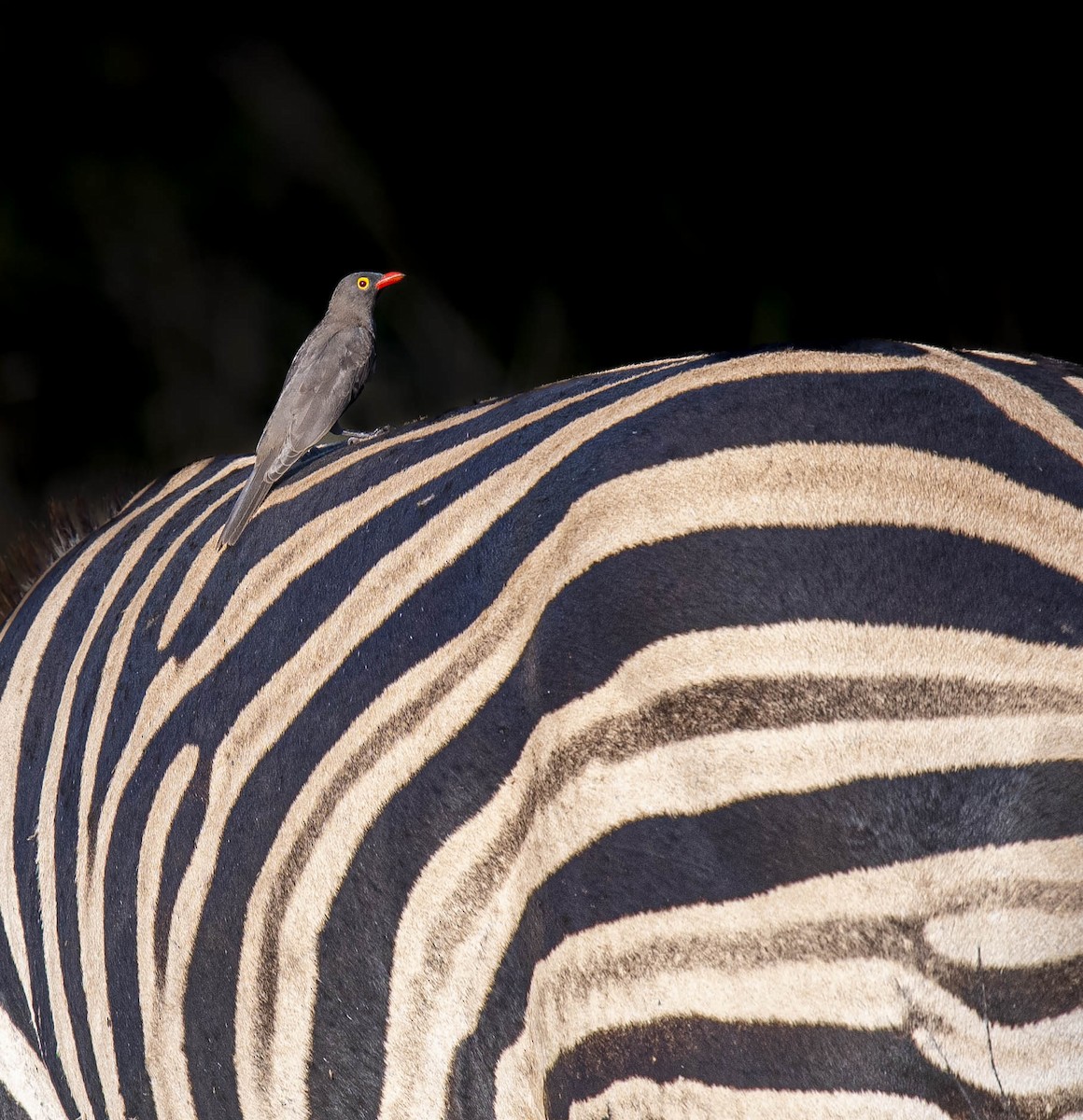 Red-billed Oxpecker - ML475197561