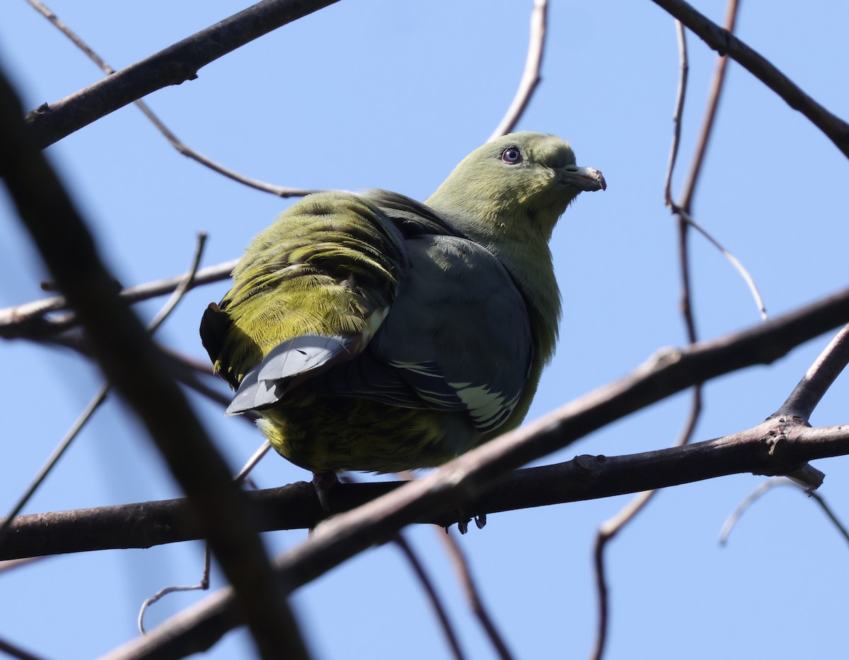 Коморский зелёный голубь - ML475199851