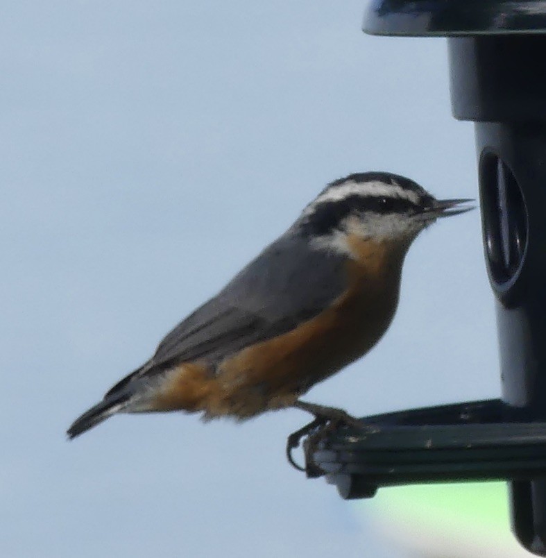 Red-breasted Nuthatch - ML475204701