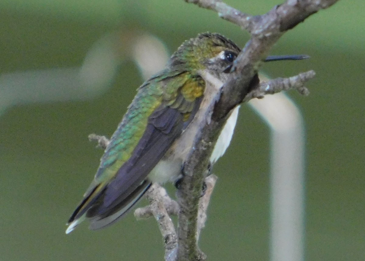 Ruby-throated Hummingbird - Don Nussbaum