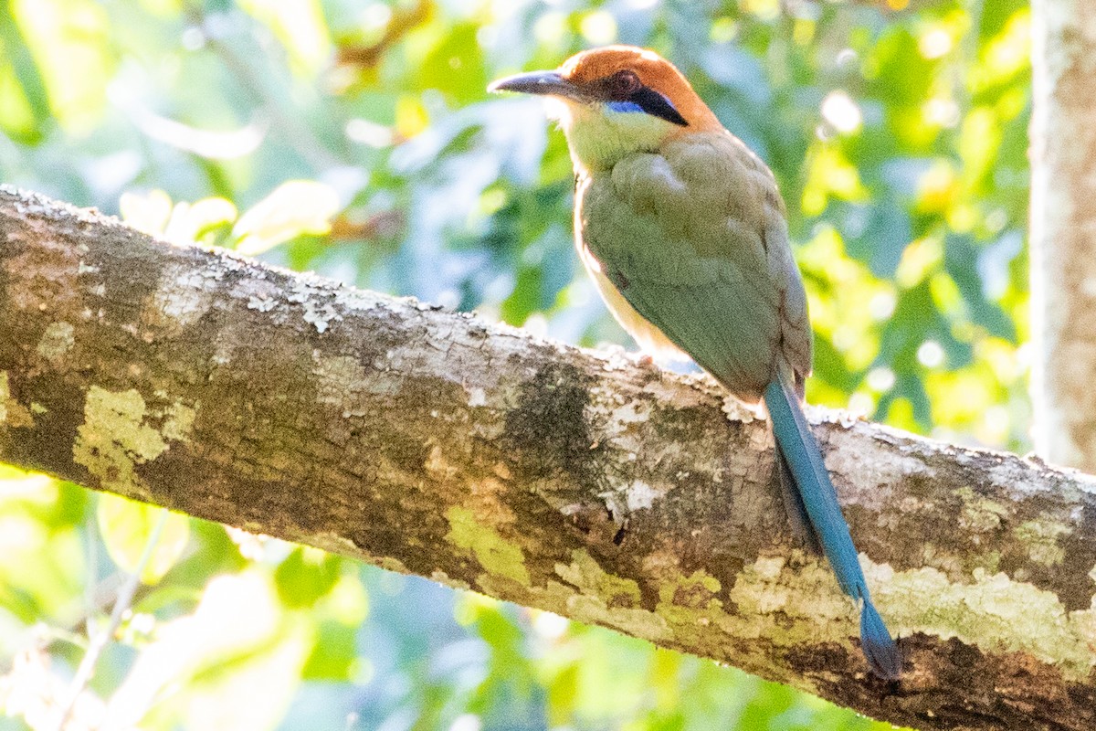 Russet-crowned Motmot - Sue Wright