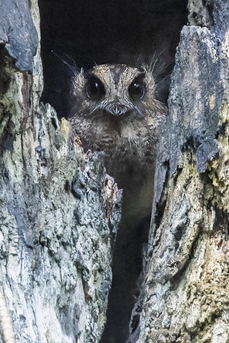 Vogelkop Owlet-nightjar - ML475207741