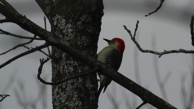Red-bellied Woodpecker - ML475217