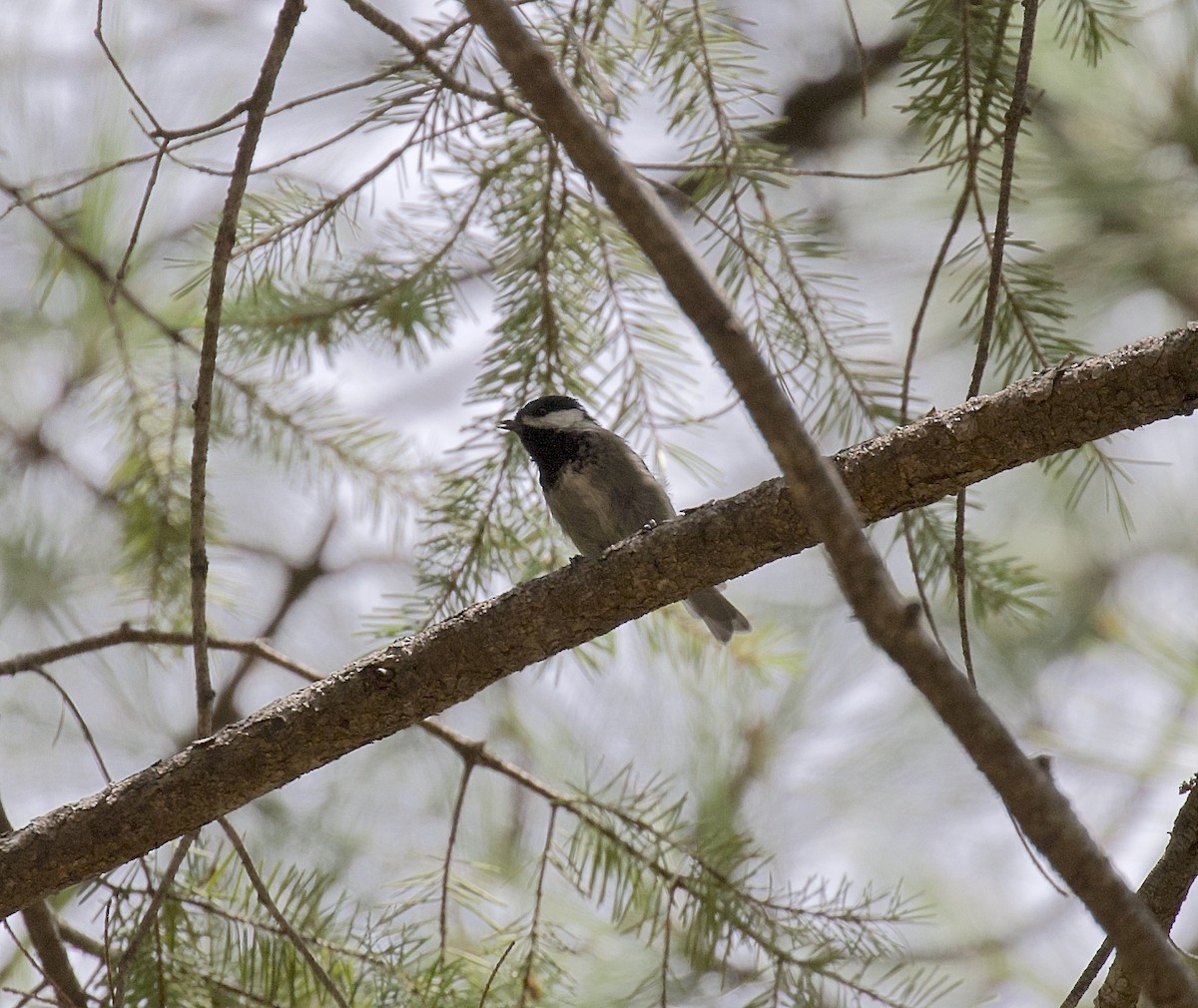 Mexican Chickadee - Alison Hiers
