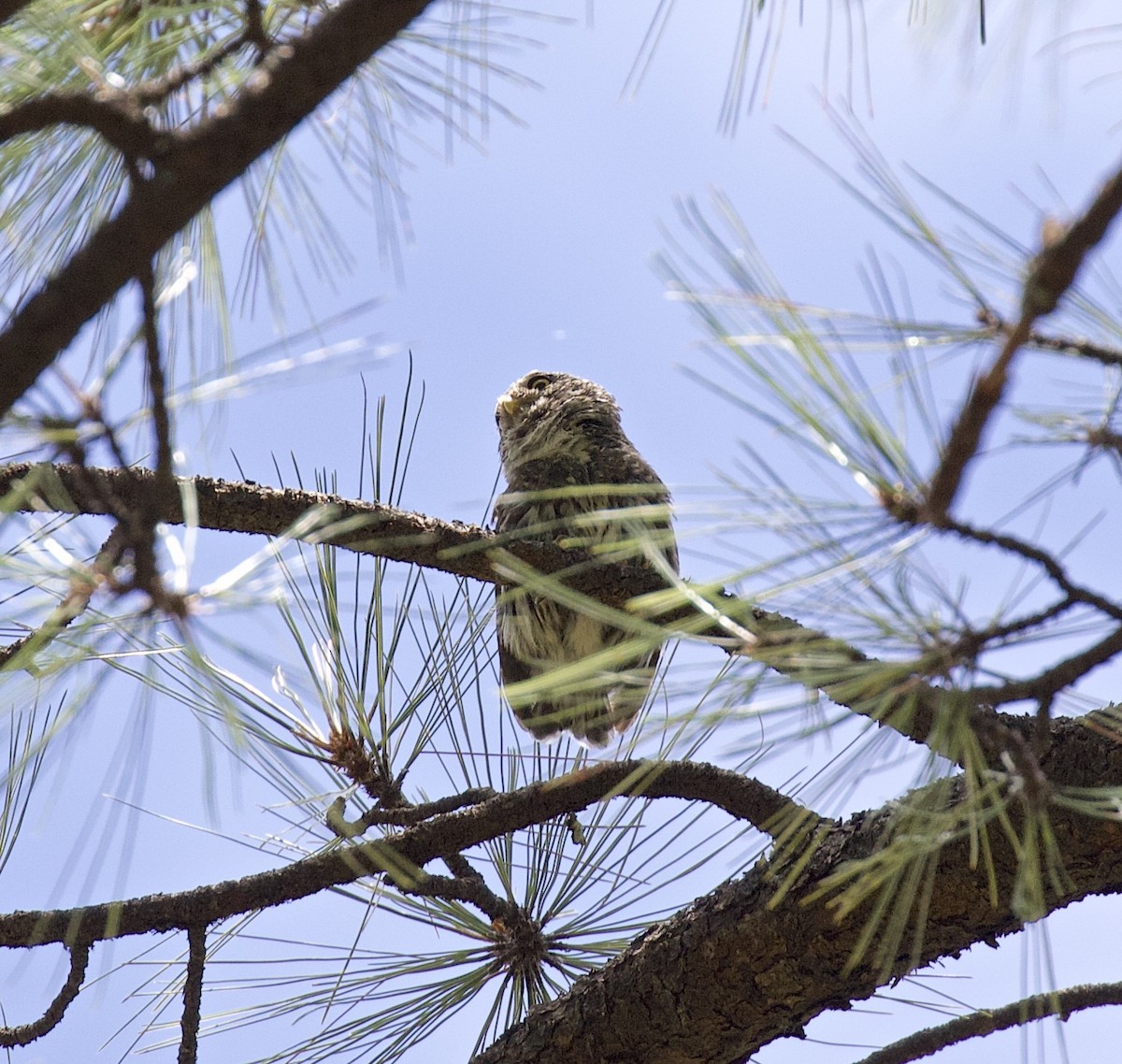 Northern Pygmy-Owl (Mountain) - Alison Hiers