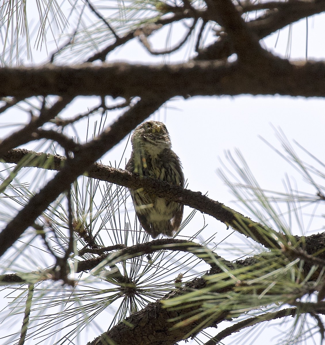 Northern Pygmy-Owl (Mountain) - ML475220221