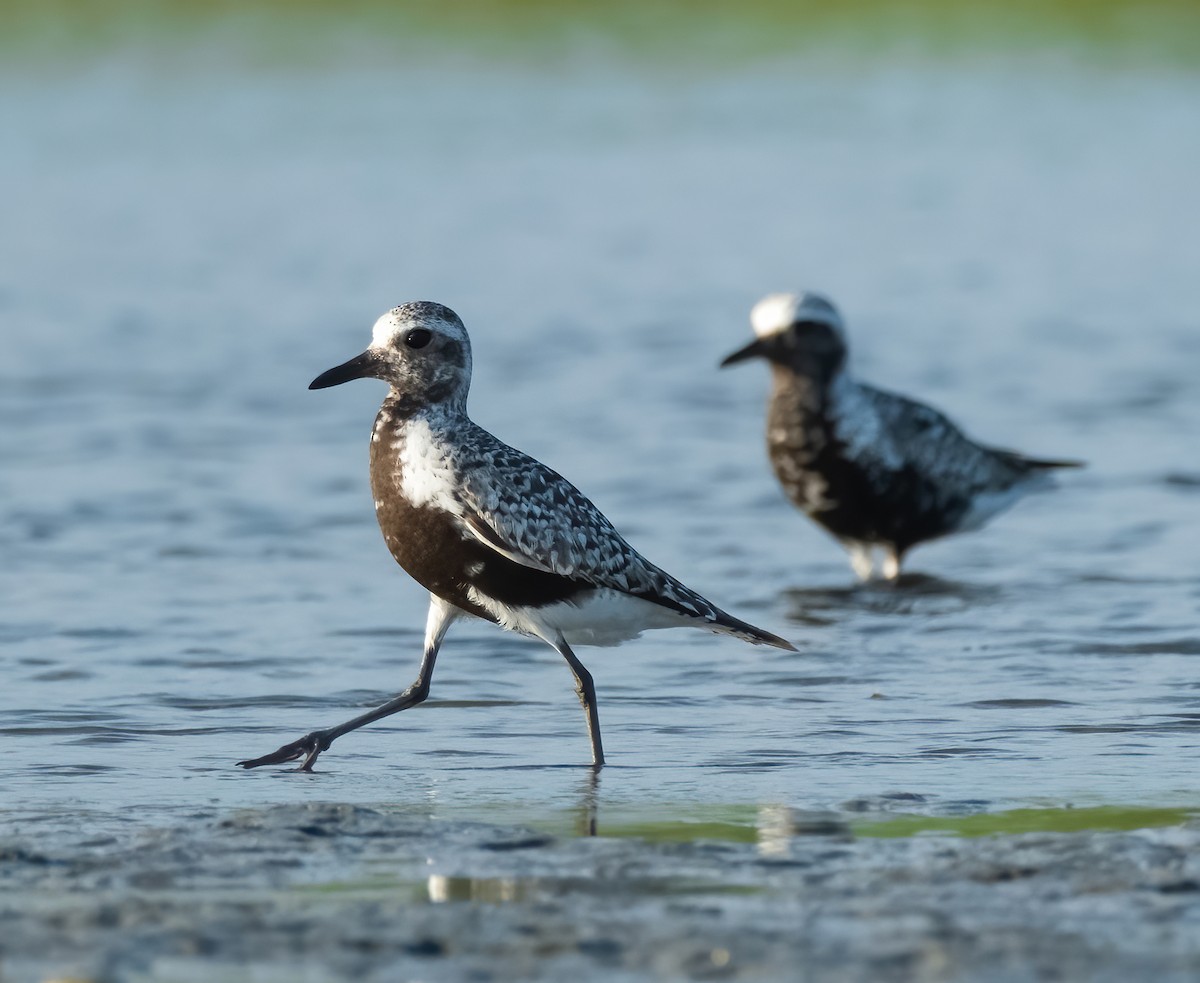 Ml475221191 Black-bellied Plover Macaulay Library