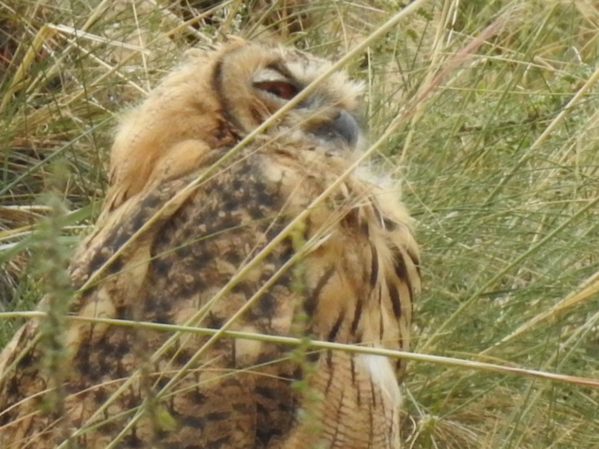 Eurasian Eagle-Owl - ML475221801