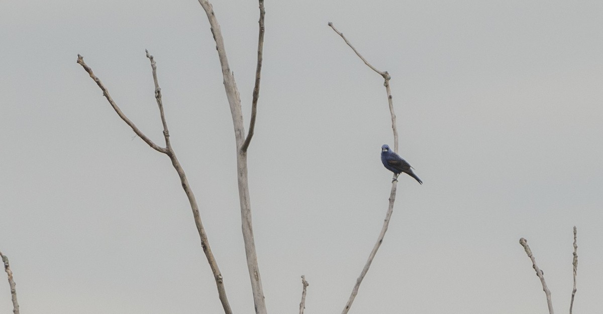 eBird Checklist 14 Aug 2022 Killdeer Plains Wildlife AreaDrained