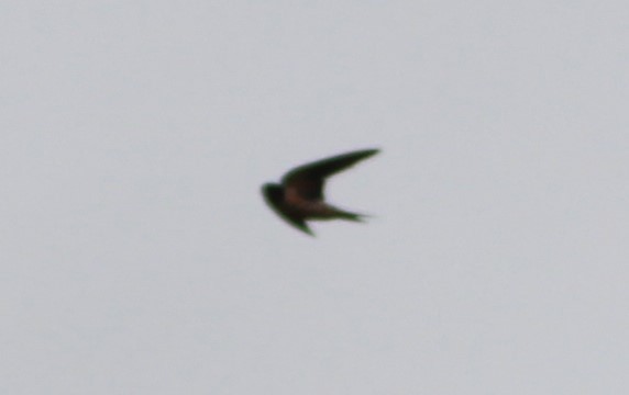Barn Swallow - ML475226911
