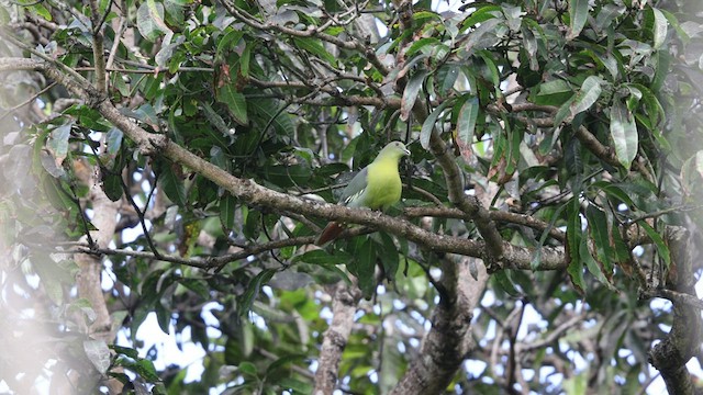Коморский зелёный голубь - ML475229361