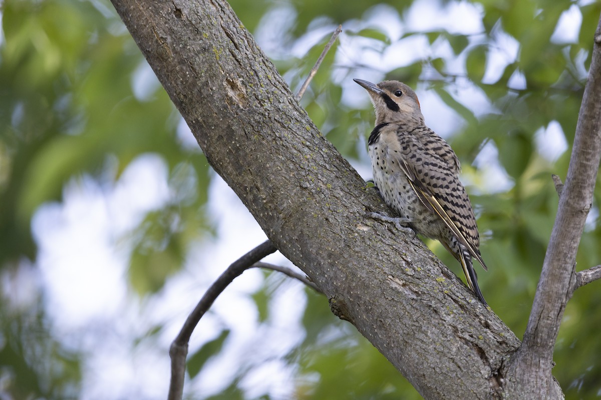 Northern Flicker (Yellow-shafted) - ML475240641