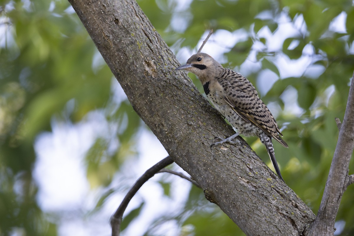 Northern Flicker (Yellow-shafted) - ML475240651