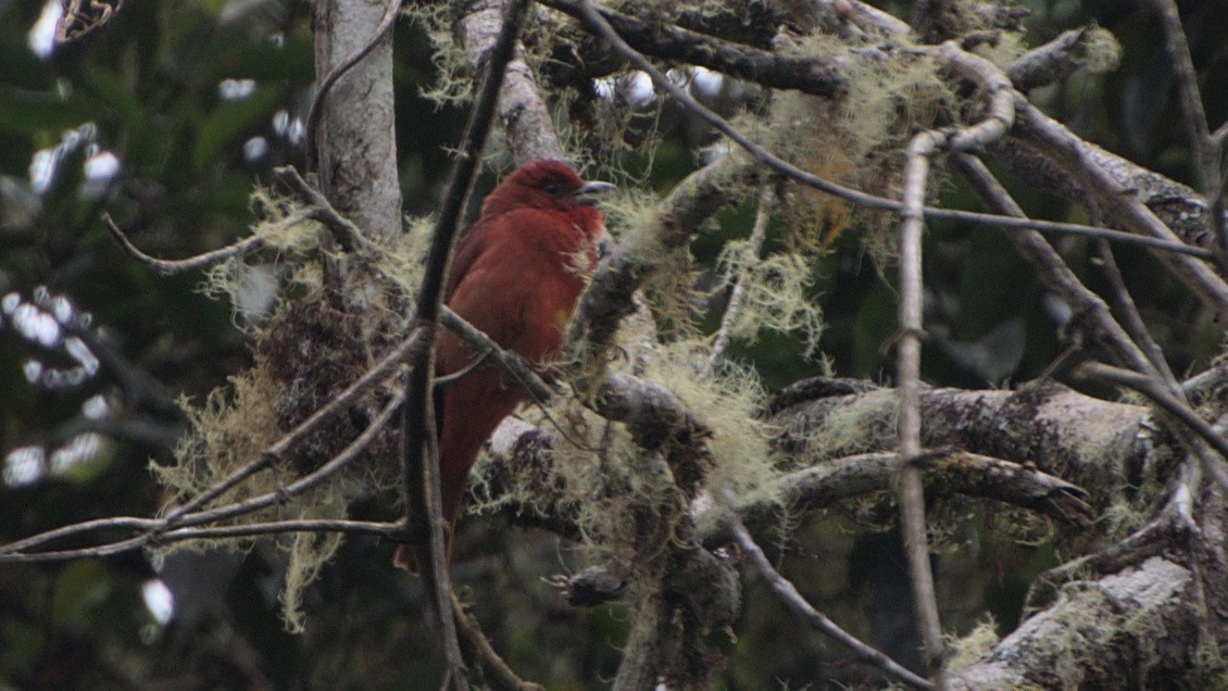 Hepatic Tanager - Andres Hoyos