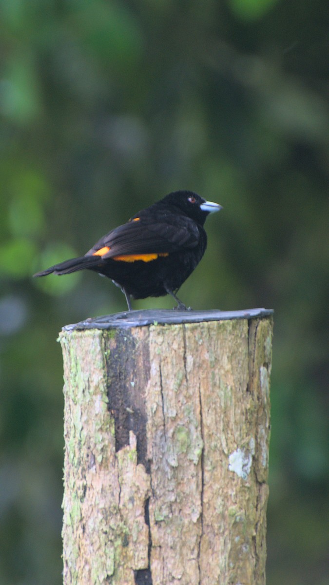 Flame-rumped Tanager - ML475241561