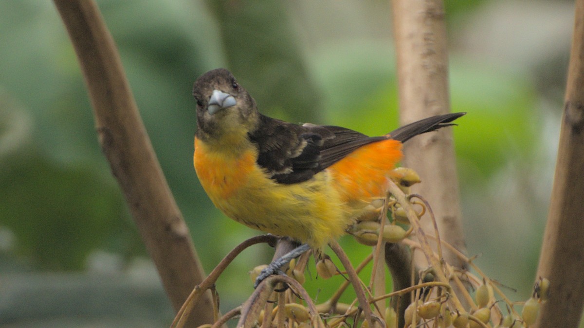 Flame-rumped Tanager - Andres Hoyos