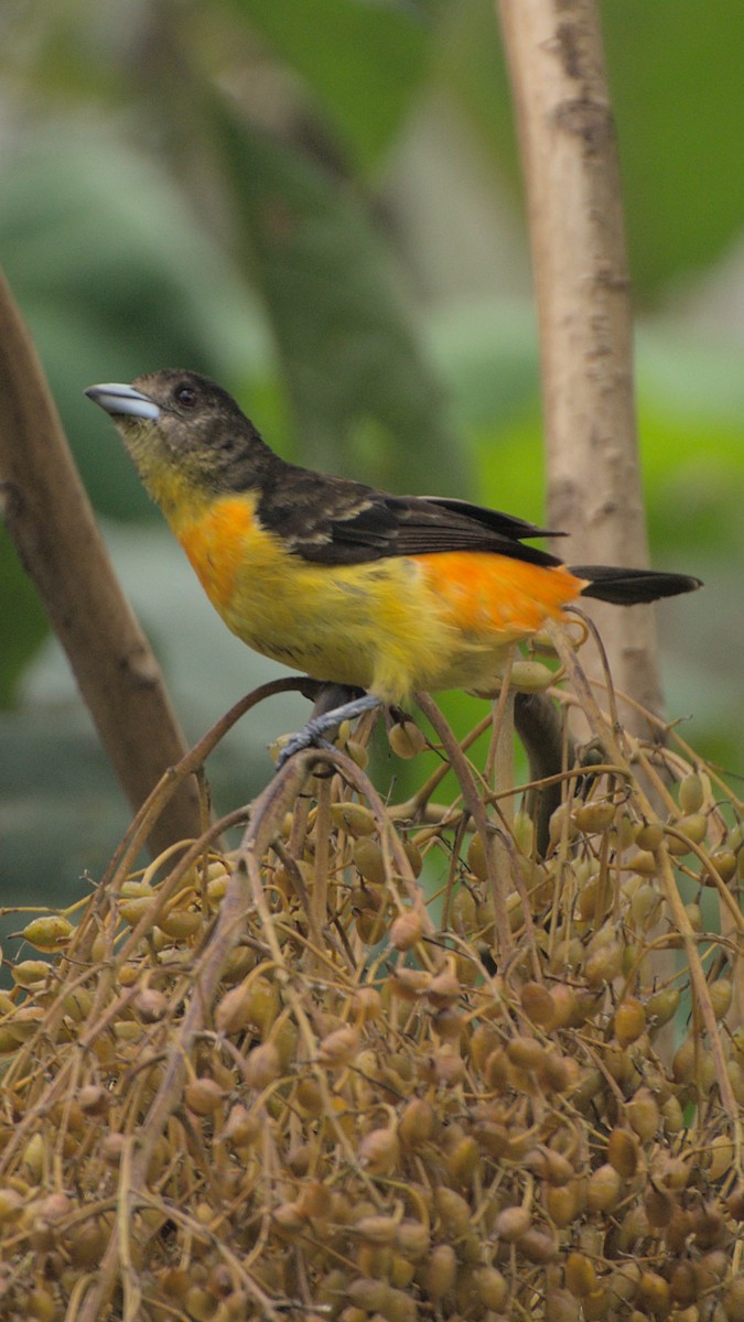 Flame-rumped Tanager - ML475241741