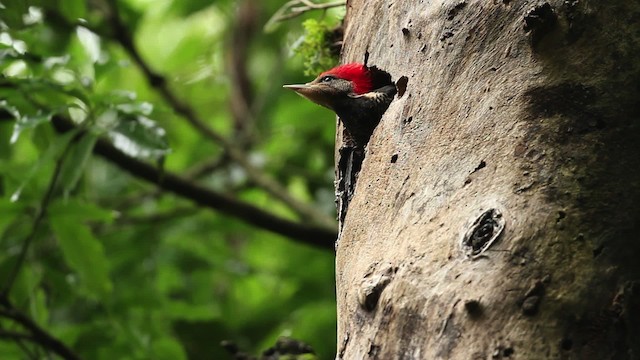Helmeted Woodpecker - ML475244