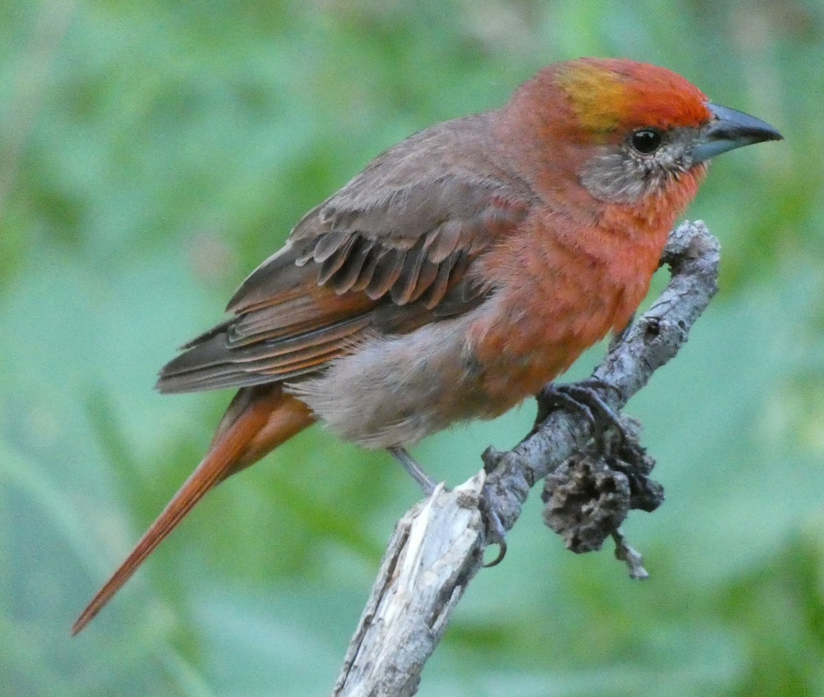 Hepatic Tanager - ML475244331