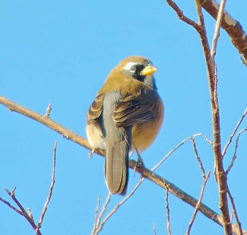 Many-colored Chaco Finch - ML475244401