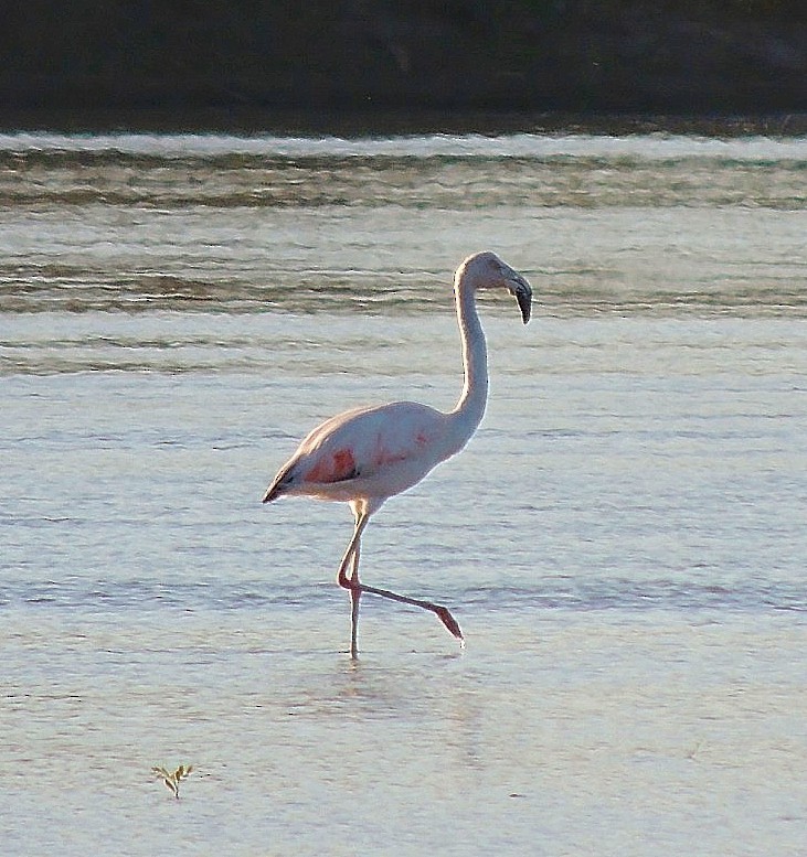 Chilean Flamingo - ML475248531