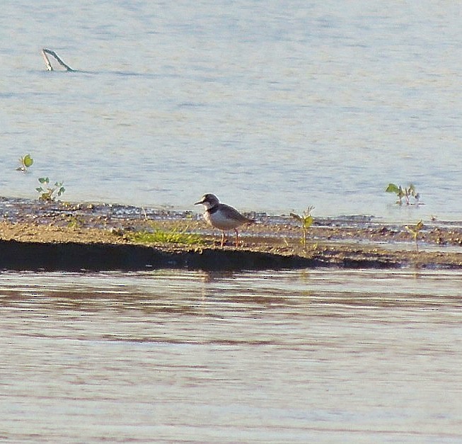 Collared Plover - ML475248641